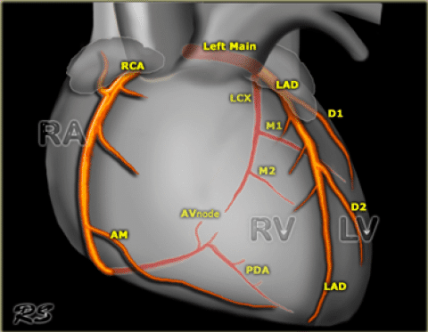 Coronary-arteries