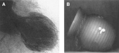 Tako-Tsubo Octopus pot