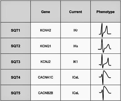 Classification of SQTS according to genotype