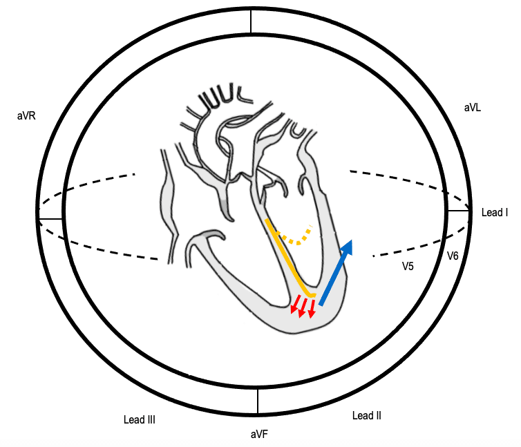 Sequence of conduction in LAFB