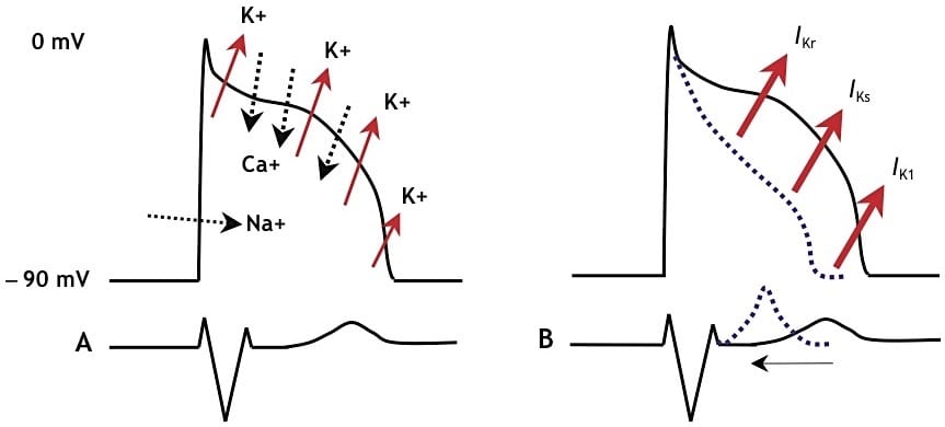 Potassium fluxes in SQTS